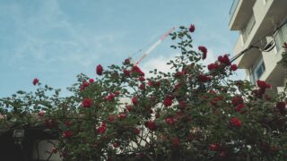 skyrose